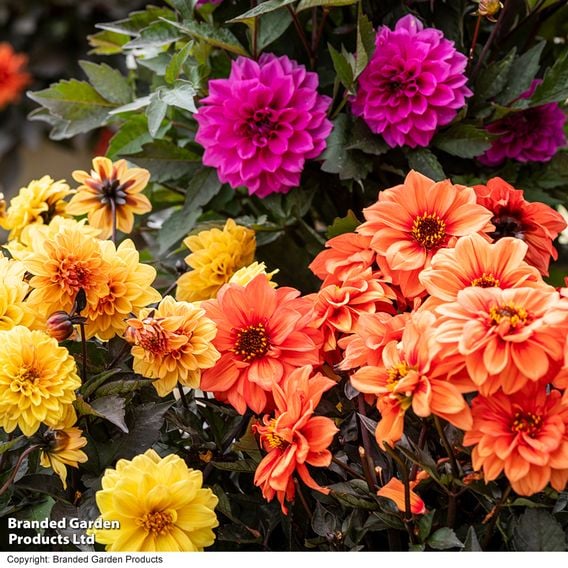 Dahlia coccinea 'Gardenetta Trio'