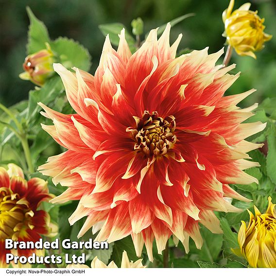 Dahlia 'Bodacious'