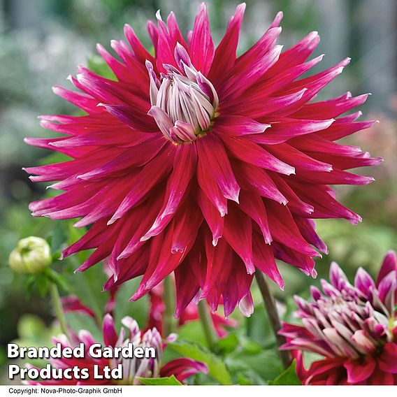 Dahlia 'AC Dark Horse'