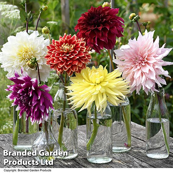 Dahlia 'Dinnerplate Collection'