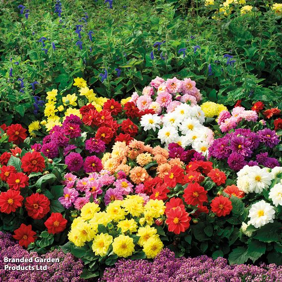 Dahlia 'Disco Dancer Mix' - Seeds