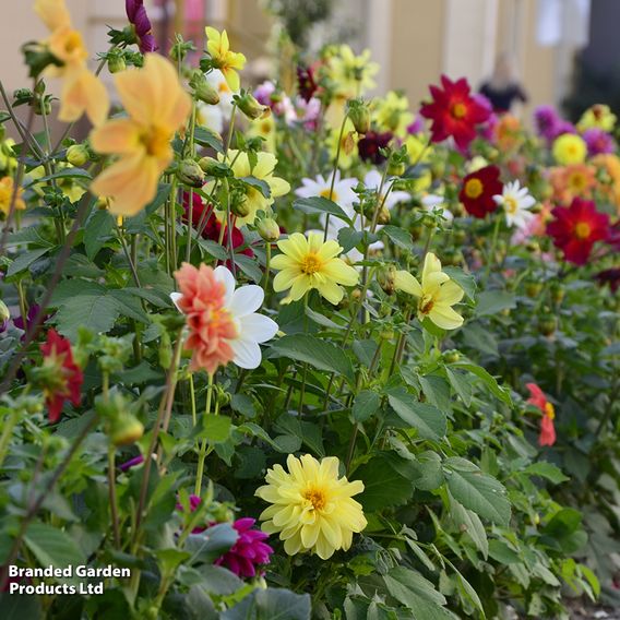 Dahlia 'Disco Dancer Mix' - Seeds
