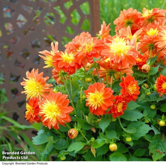 Dahlia 'Dahlina Maxi Fireball'