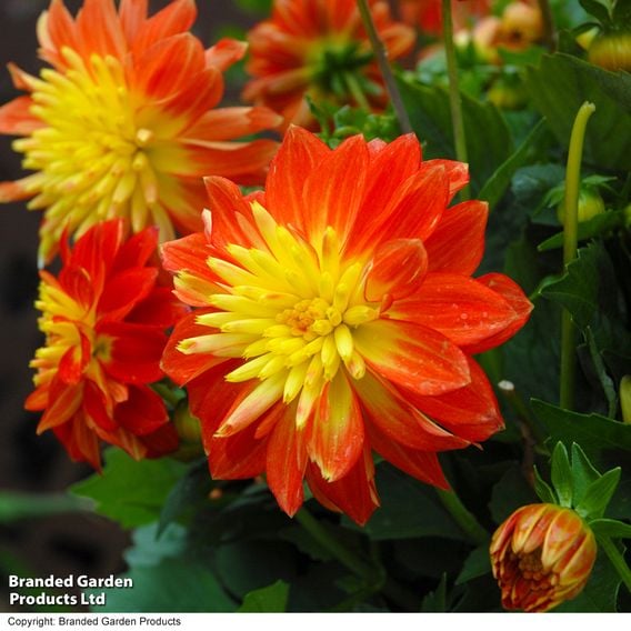 Dahlia 'Dahlina Maxi Fireball'