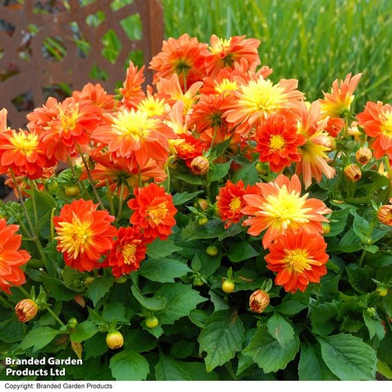 Dahlia 'Dahlina Maxi Fireball'