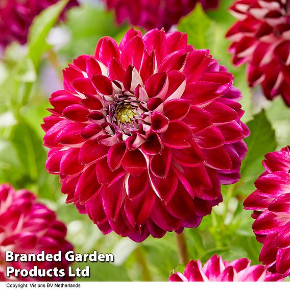 Dahlia 'Perfect Pompom Collection'