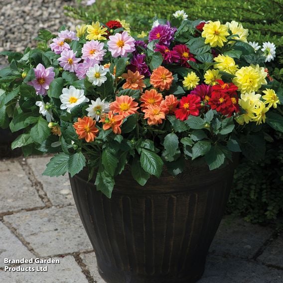 Dahlia 'Figaro Mixed'