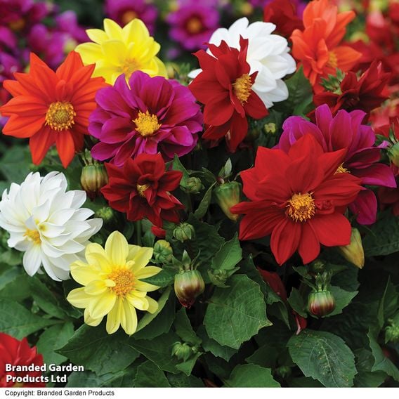 Dahlia 'Figaro Mixed'