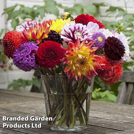 Nurserymans Choice Dahlia