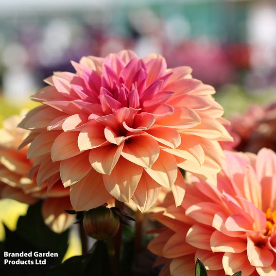 Blossoms in Harmony Collection