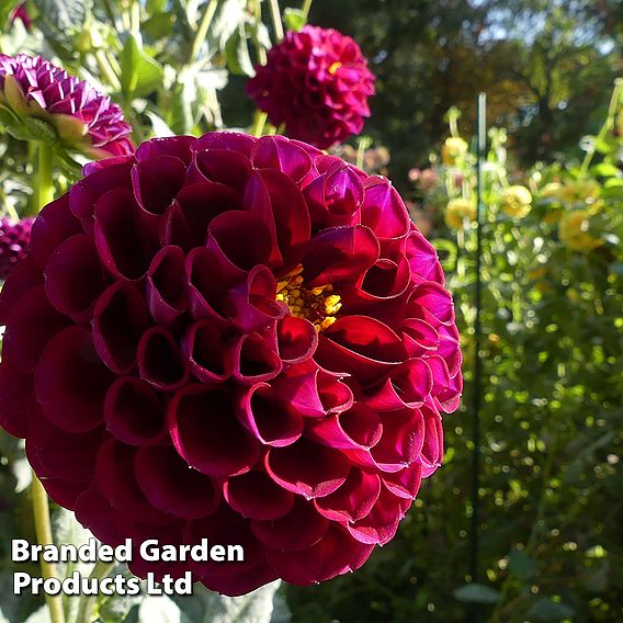 Dahlia 'Ivanetti'