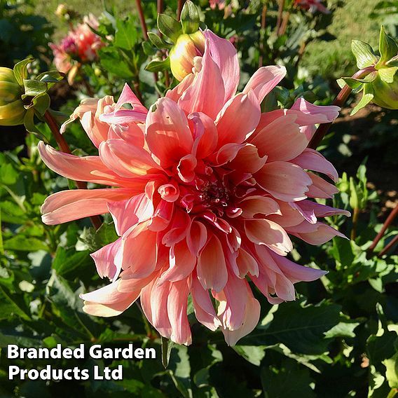 Dahlia 'Labyrinth'