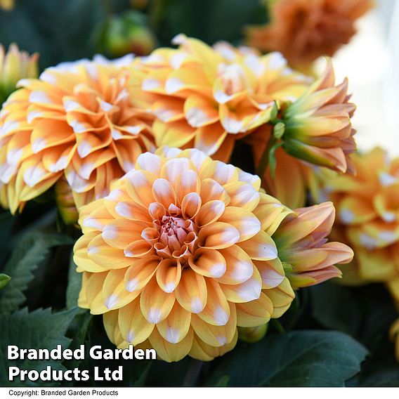 Dahlia 'Labella Grande Fun Caramel'