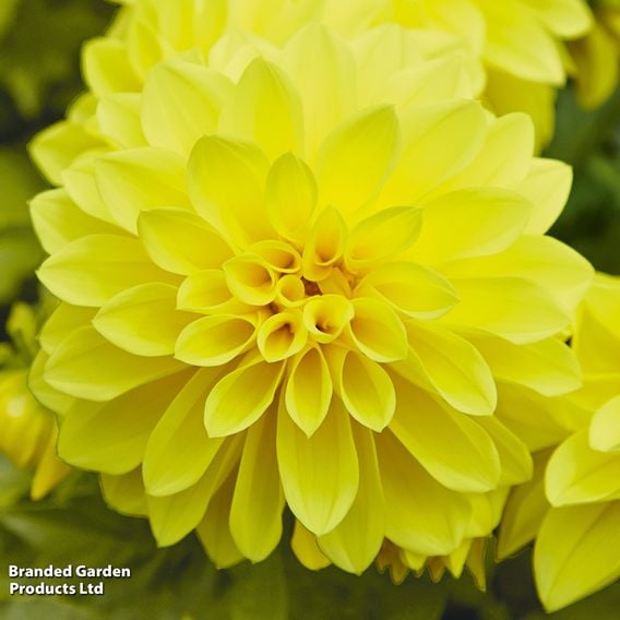 Dahlia 'Lubega Power Yellow'