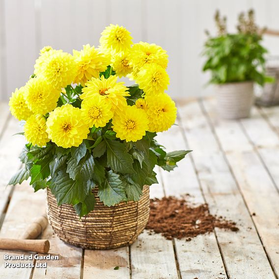 Dahlia 'Lubega Power Yellow'
