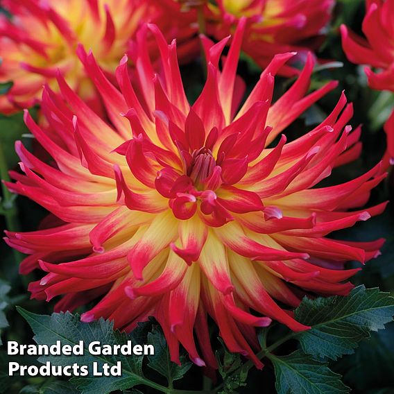 Dahlia labella 'Maggiore Fire'