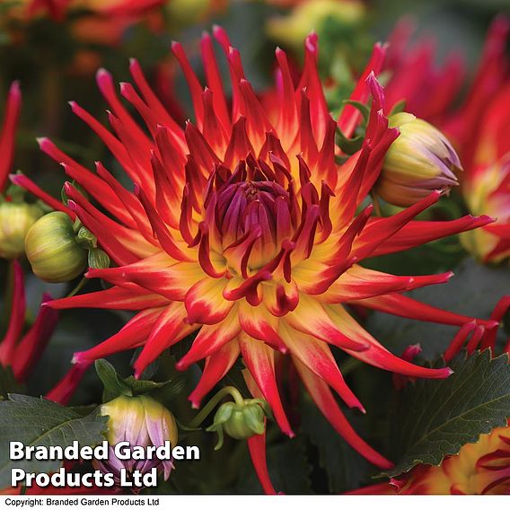 Dahlia labella 'Maggiore Fire'