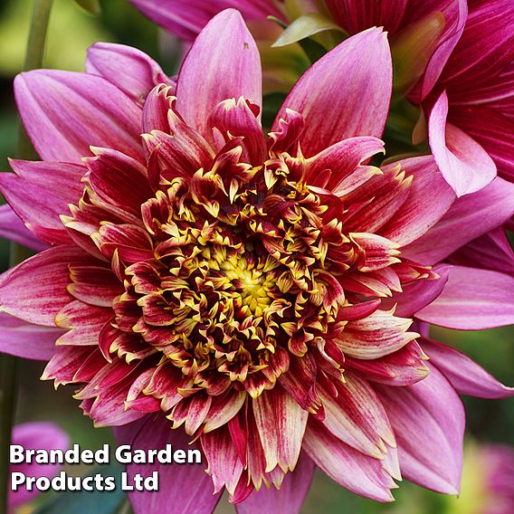 Dahlia 'Mambo'