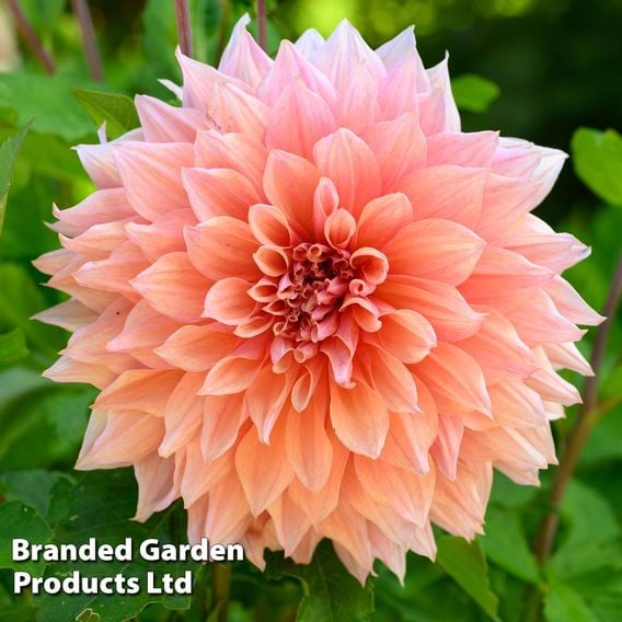 Dahlia Showstopper Trio