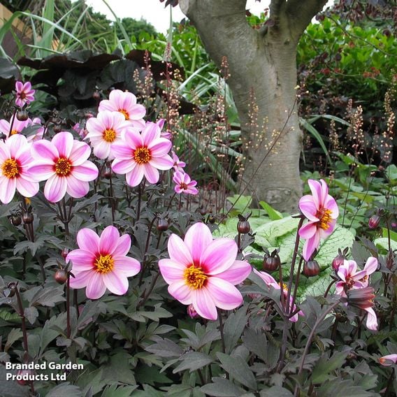 Dahlia 'Mystic Dreamer'