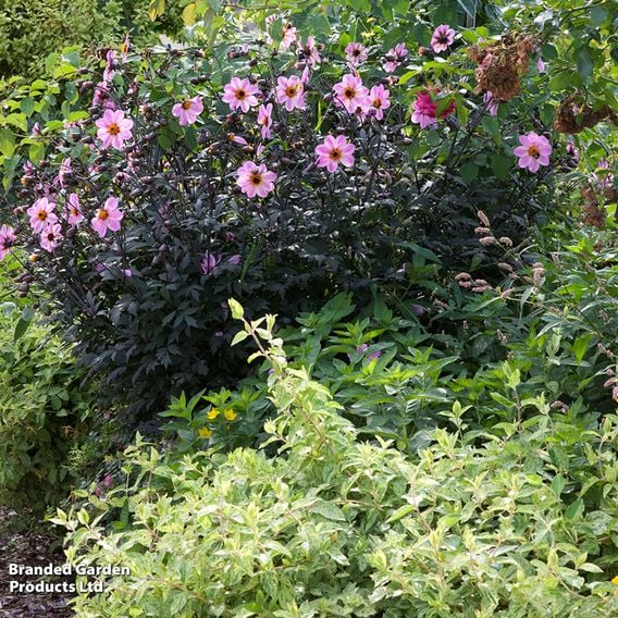 Dahlia 'Mystic Dreamer'