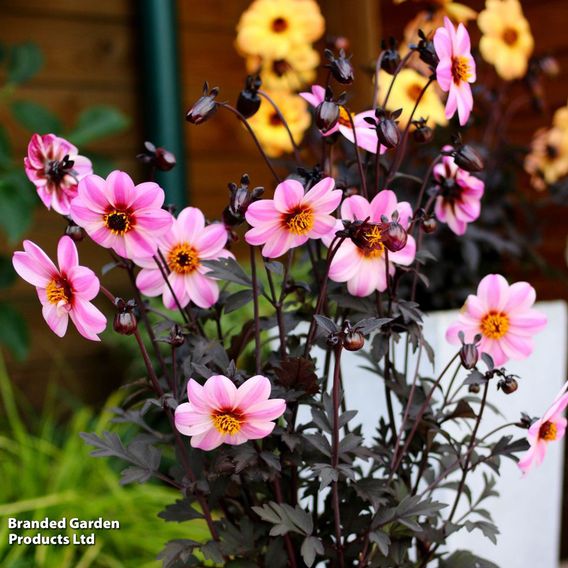 Dahlia 'Mystic Dreamer'