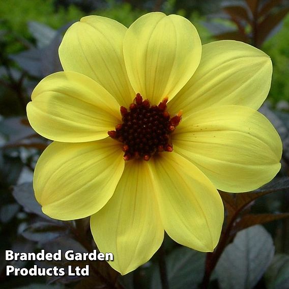 Dahlia 'Mystic Illusion'