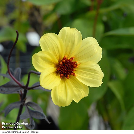 Dahlia 'Mystic Illusion'
