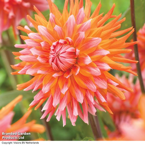 Dahlia Cactus Duo