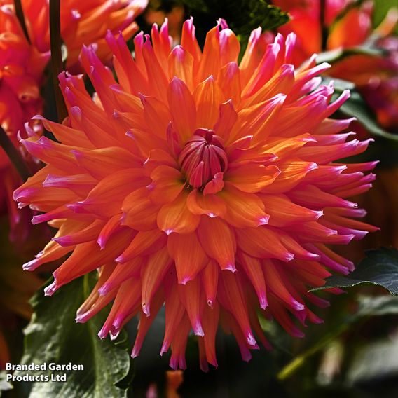 Dahlia Cactus Duo