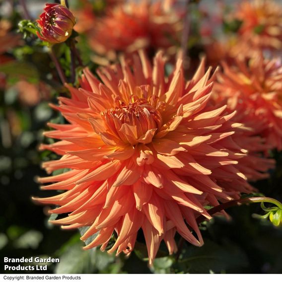 Dahlia Cactus Duo