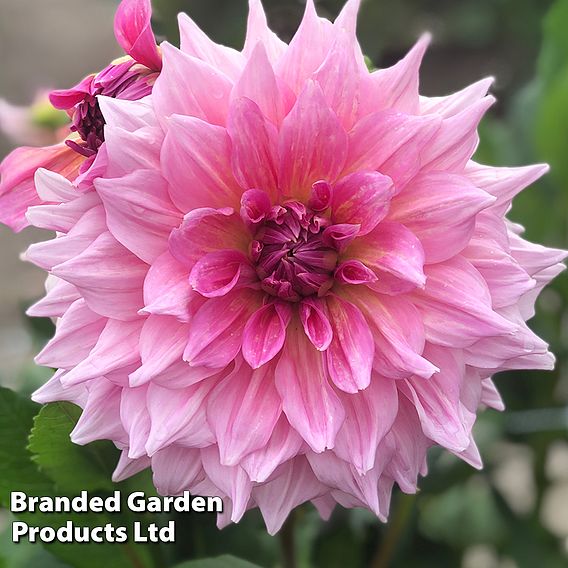 Dahlia 'Otto's Thrill'