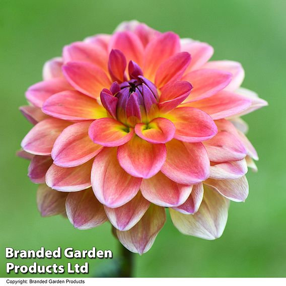 Dahlia 'Pacific View'