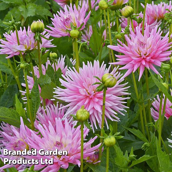 Dahlia 'Park Princess'