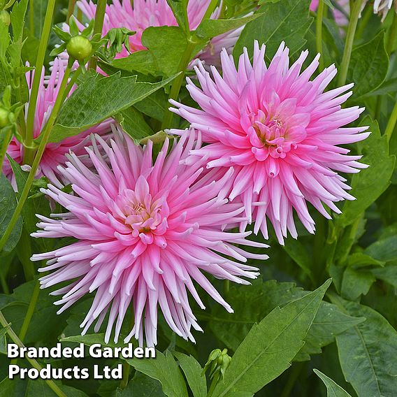 Dahlia 'Park Princess'