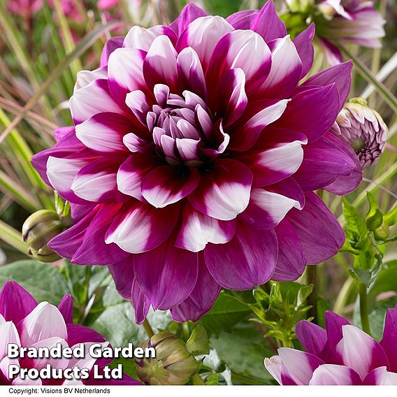 Dahlia 'Perfect Patchwork Collection'