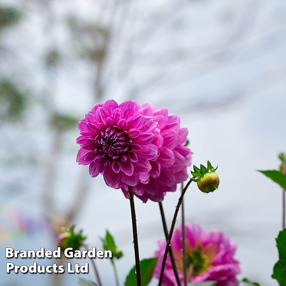 Dahlia 'Purple Fox'