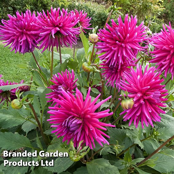 Dahlia 'Purple Gem'