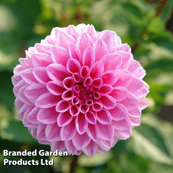 Dahlia 'Perfect Pompom Collection'