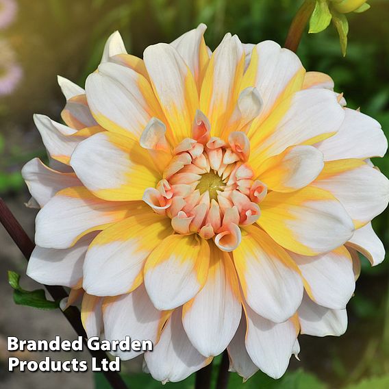 Dahlia 'Perfect Patchwork Collection'