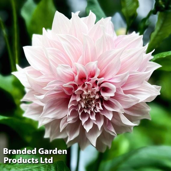 Dahlia Showstopper Trio