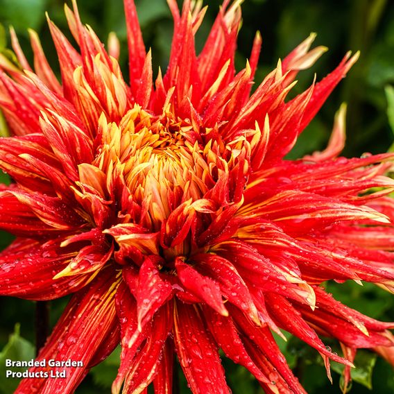 Dahlia 'Show 'N' Tell'