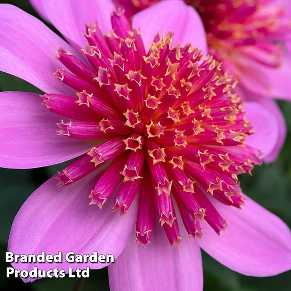 Dahlia Gardenetta 'Starburst Pink'