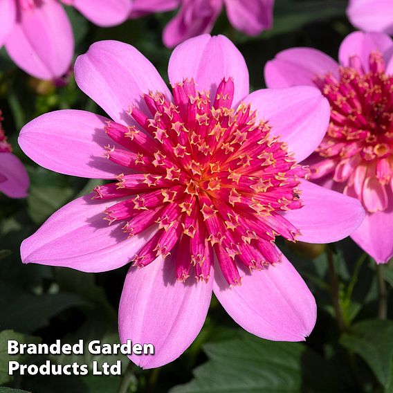 Dahlia Gardenetta 'Starburst Pink'