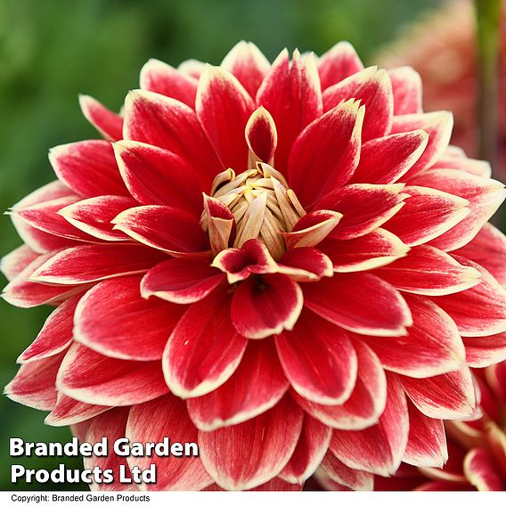 Dahlia Dinner Plate 'Sun Explosion'