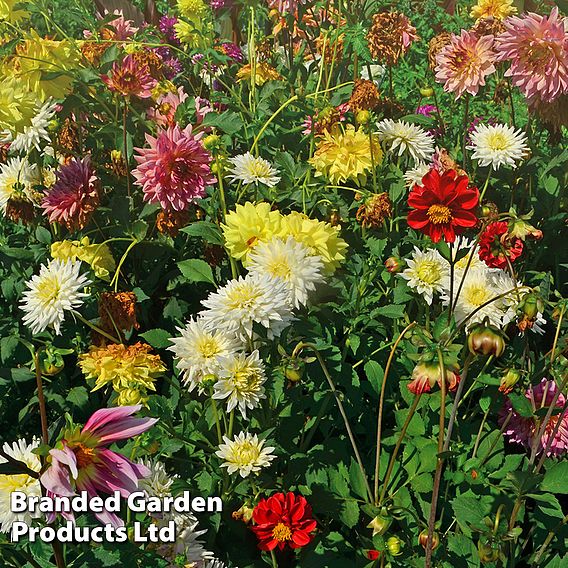 Nurserymans Choice Dahlia
