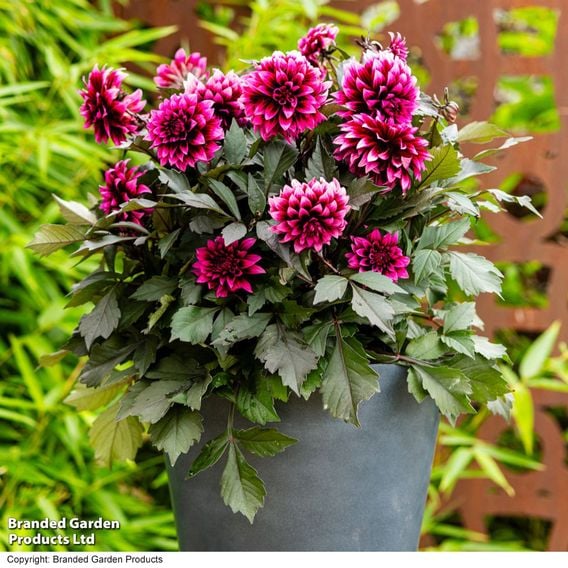 Dahlia coccinea 'Gardenetta Velvet Crush'