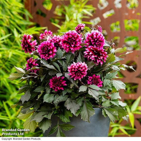 Dahlia coccinea 'Gardenetta Velvet Crush'