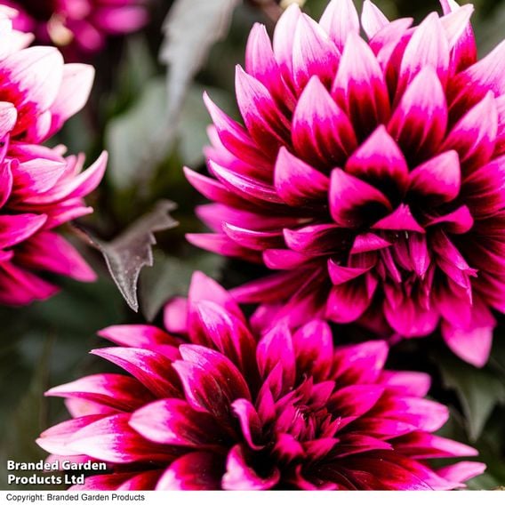 Dahlia coccinea 'Gardenetta Velvet Crush'