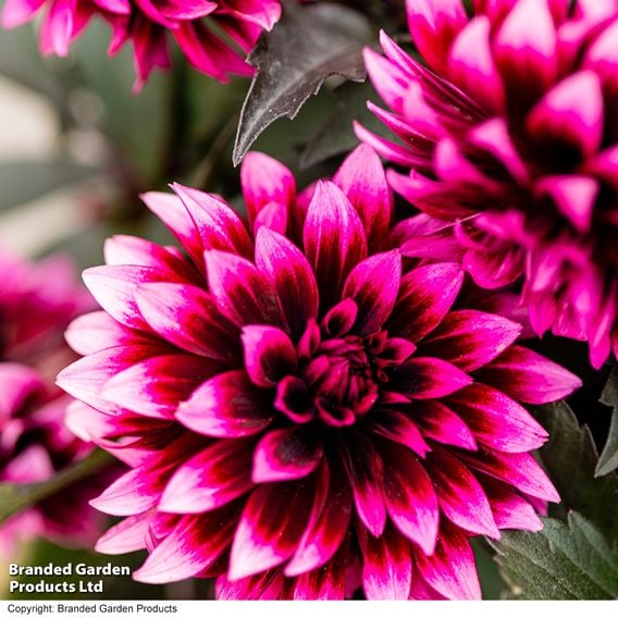 Dahlia coccinea 'Gardenetta Velvet Crush'